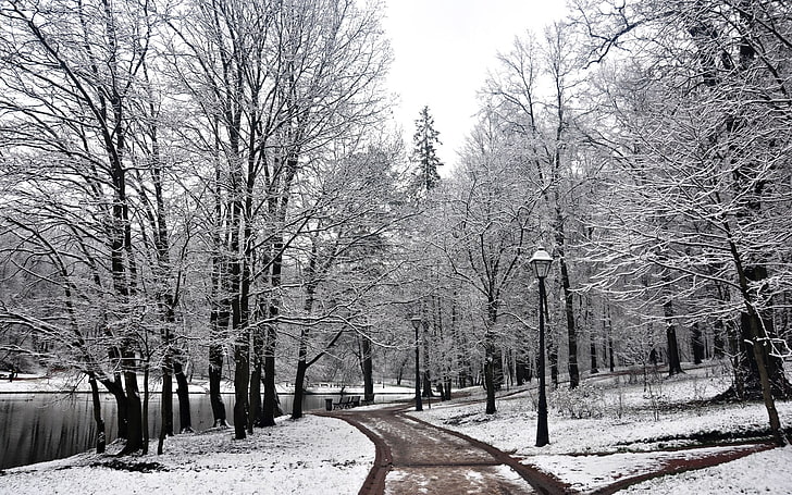 pine trees, snow, winter, park, lantern, bench, lake, white, cold temperature, HD wallpaper