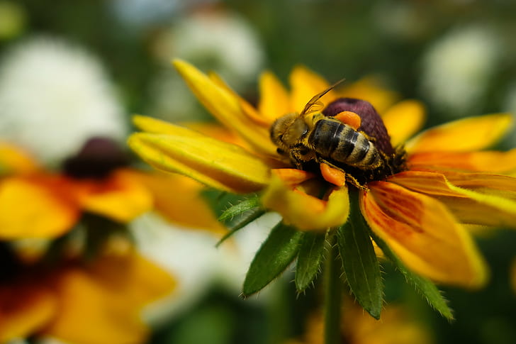 Honey Bee on yellow petaled flowers, carry-ons, eiffel, europe, HD wallpaper