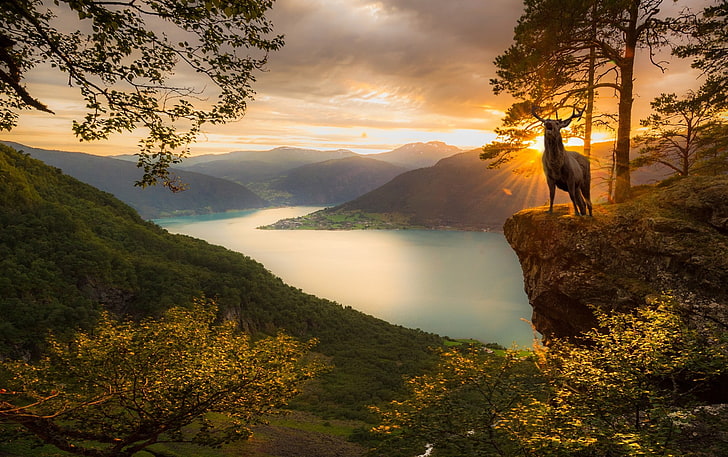 deer, sunset, fjord, mountains, trees, Norway, forest, nature