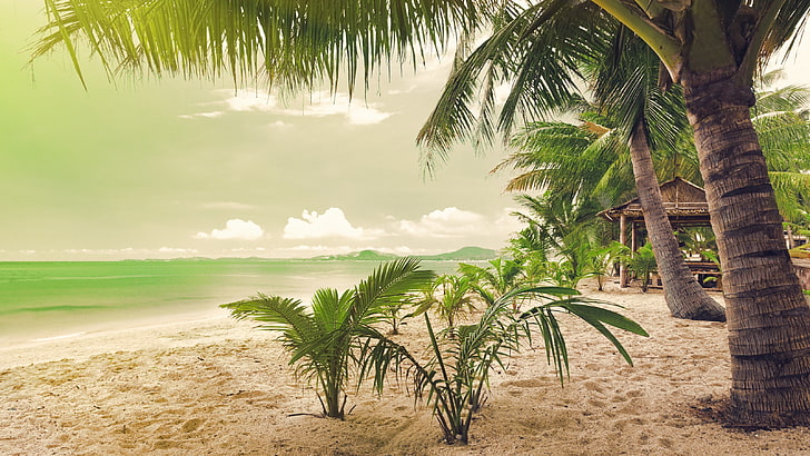 green coconut palm tree, beach, sea, palm trees, sand, tropical climate, HD wallpaper