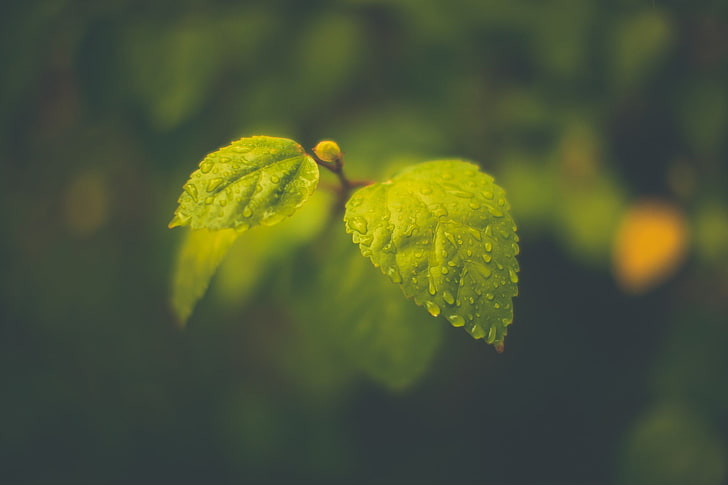 green leaf plant, macro, leaves, blurred, rain, water drops, photography, HD wallpaper