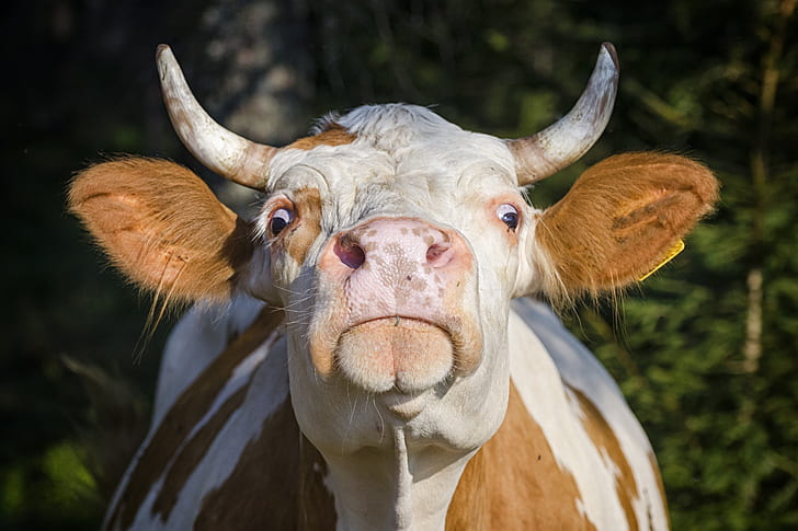 Animal, Cow, Stare, HD wallpaper