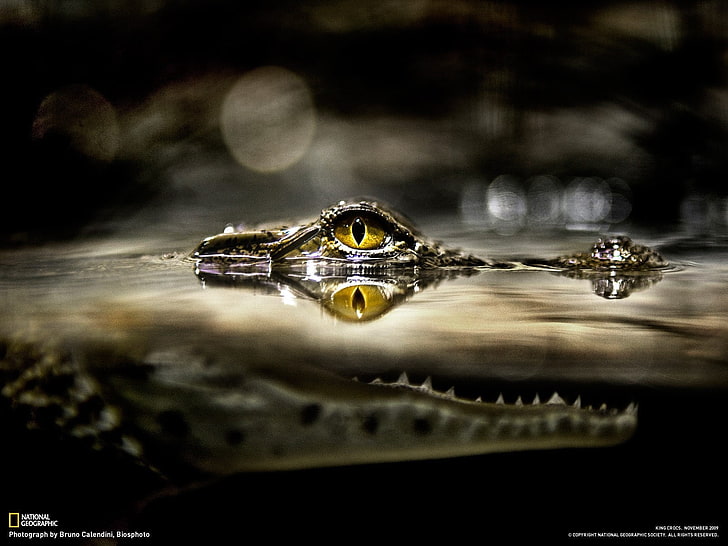 alligators, water, eyes, yellow eyes, National Geographic, fangs, HD wallpaper