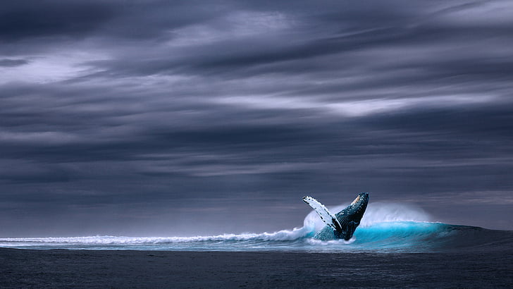 blue humpback whale on body of water under gray skies, Blue Whale, HD wallpaper