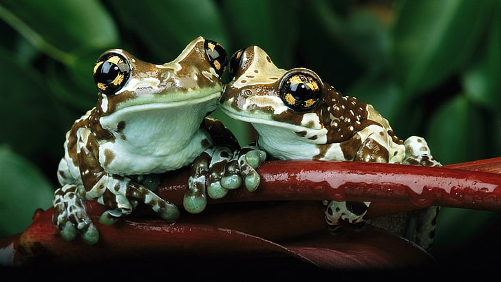 frog, animals, nature, amphibian, close-up, animal themes, animals in the wild, HD wallpaper