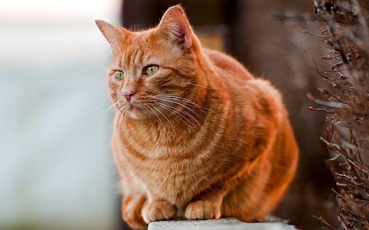 orange tabby cat, fat, sit, watch, animal themes, mammal, domestic