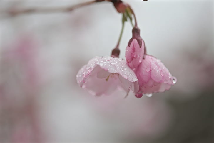 pink cherry blossoms, flower, drops, water, spring, Maine, bokeh, HD wallpaper