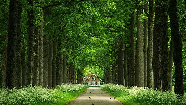 Green woods, alley, trees, houses, roads, birds, flowers
