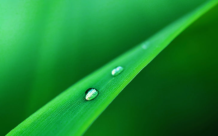plants, green color, drop, close-up, water, wet, leaf, plant part, HD wallpaper