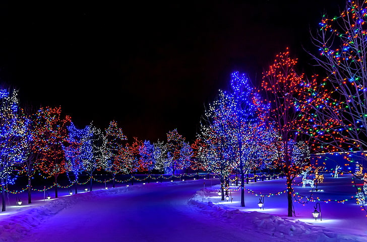 assorted-color string light lot, winter, snow, decoration, trees, HD wallpaper