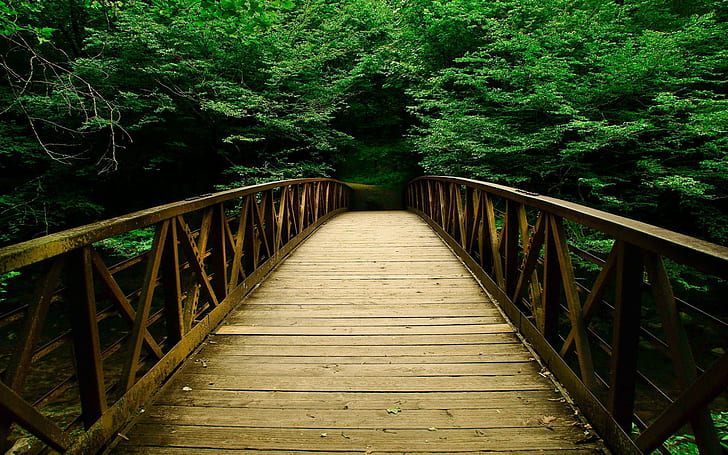 bridge, wooden bridge, path, nature, wilderness