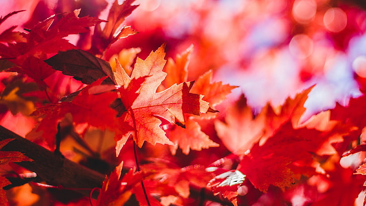 red maple leaf lot, forest, leaves, fall, autumn, plant part, HD wallpaper