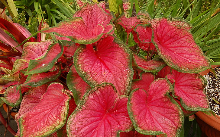 Red Ruffles Caladium Gorgeous Pink Red Leaves Tagged With Green Border Desktop Wallpaper Hd For Mobile Phones And Laptops 3840×2400, HD wallpaper