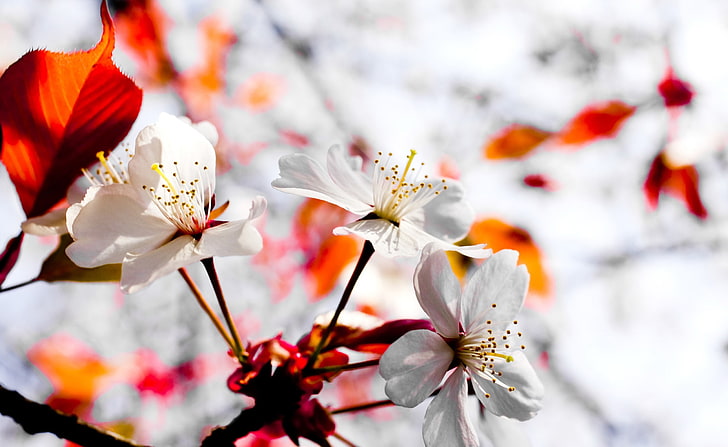 Spring Season Flowers, white petaled flowers, Seasons, blossoms