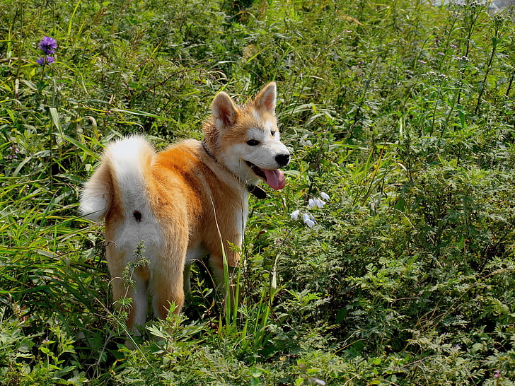 adult tan and white akita inu, dog, grass, walk, pets, animal, HD wallpaper