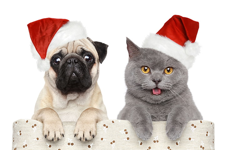 gray cat and white fawn pug puppy, dog, funny, hats, christmas