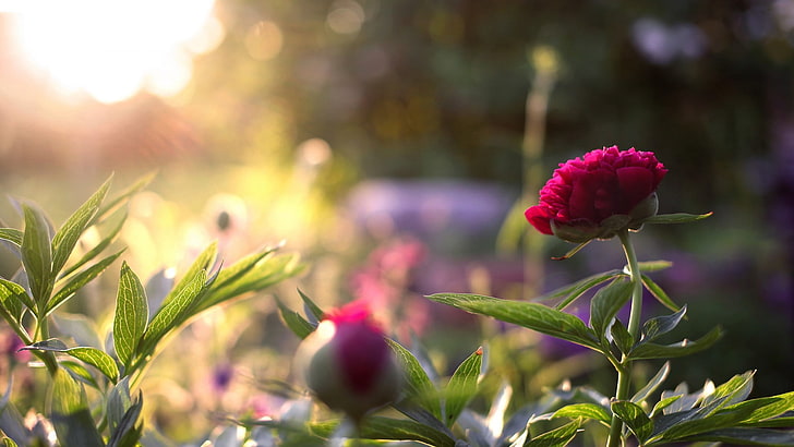 pink petaled flowers, sunlight, leaves, nature, depth of field