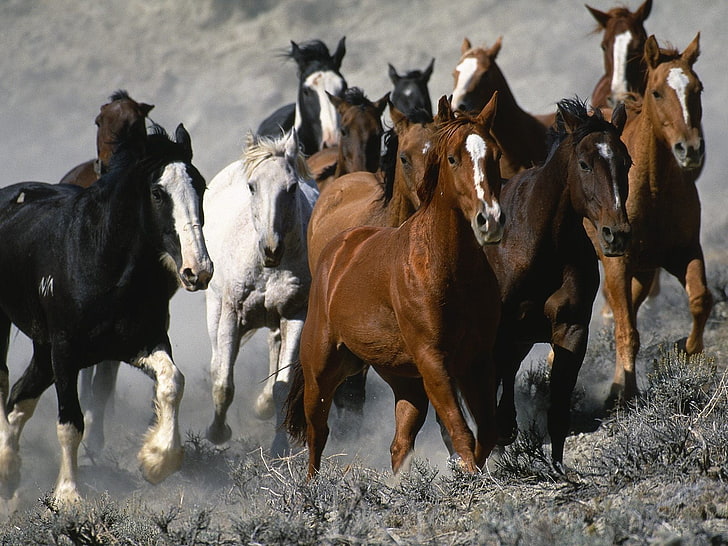 four brown and black horse figurines, animals, group of animals, HD wallpaper