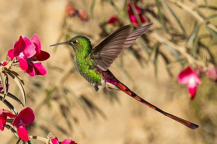 Hummingbird, bird, green and red hummingbird, flower, tail, beak, HD wallpaper