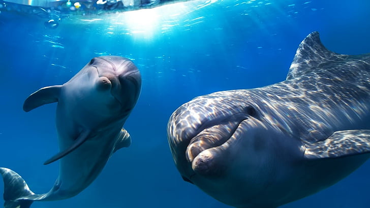 underwater, dolphins, cute, HD wallpaper