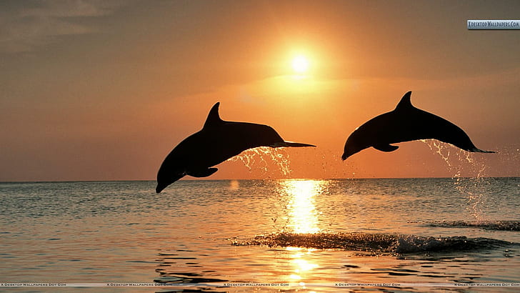 Bottlenose Dolphins Jumping At Sunset, Honduras, ocean, animals