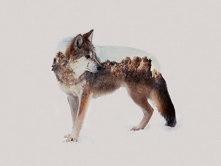 double exposure, photo manipulation, animals, wolf, HD wallpaper