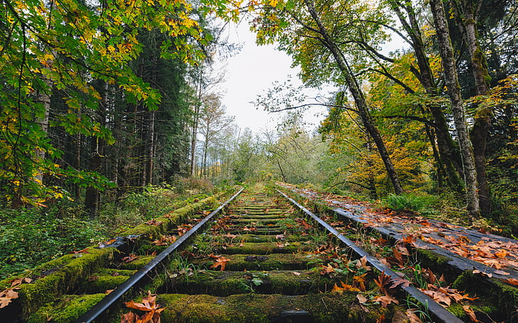 moss covered black meta train tracks in the middle of rainforest