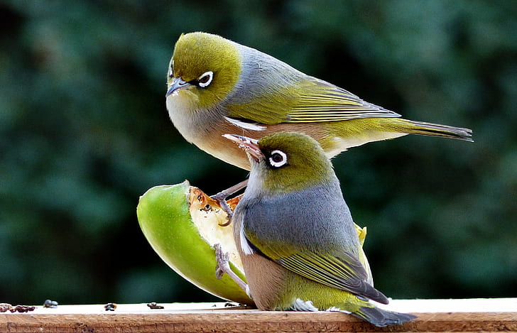 two White-eyed vireos, Silvereyes, NZ, New zealand birds, flickr, HD wallpaper