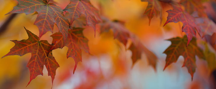 photo of red maple leaves, fall, colors, colorful, dof, bokeh
