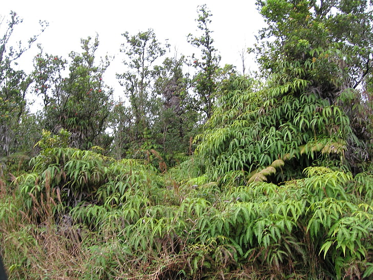 rainforest ferns Big Island fern hawaii jungle Mountain View HD, HD wallpaper
