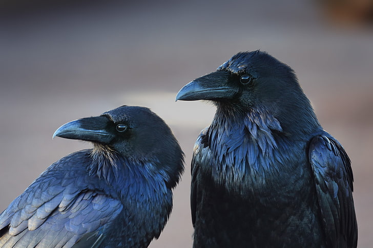 blue and black bird figurine, animals, birds, crow, raven, vertebrate, HD wallpaper