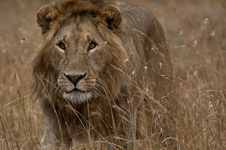lion walking on the grass, Eyes, africa, kenya, tanzania, Panthera leo, HD wallpaper