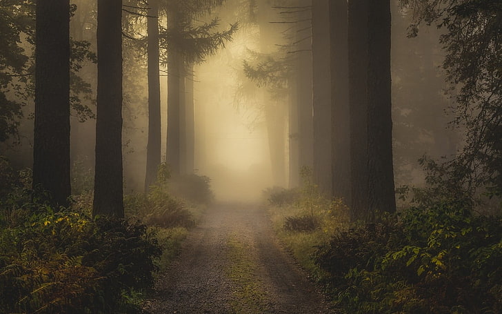 alley in between trees covered with fogs digital wallpaper, road between forest during foggy time, HD wallpaper