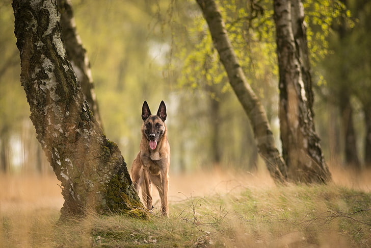 Dogs, Belgian Malinois, Pet, HD wallpaper