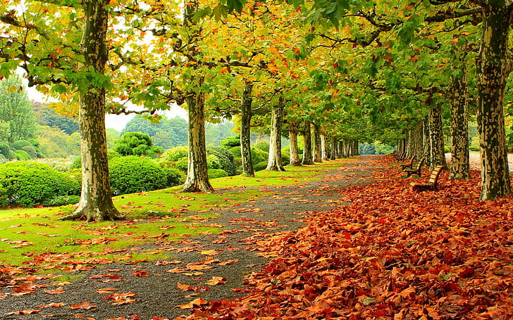 Park, trees, red leaves, road, bench, HD wallpaper