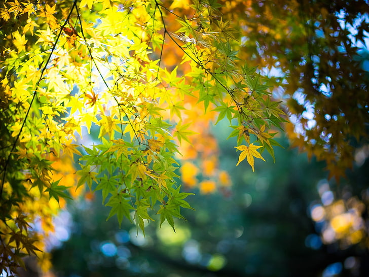 maple tree, maple leaves, fall, bokeh, nature, autumn, plant