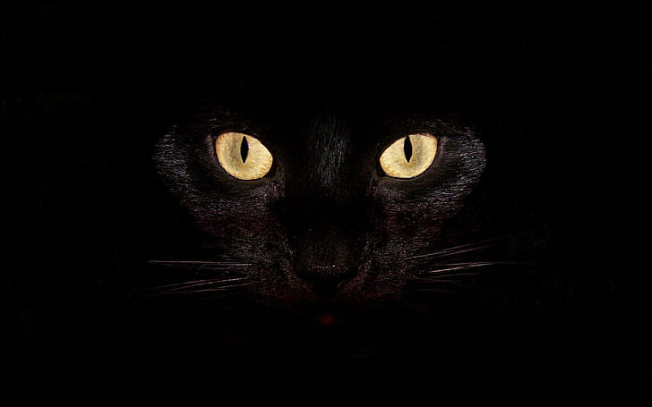 HD wallpaper: Black Cat, closeup, yellow, halloween, bright, dark, animal,  scary | Wallpaper Flare