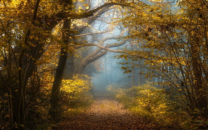HD wallpaper: forest path, nature, landscape, mist, fall, yellow ...