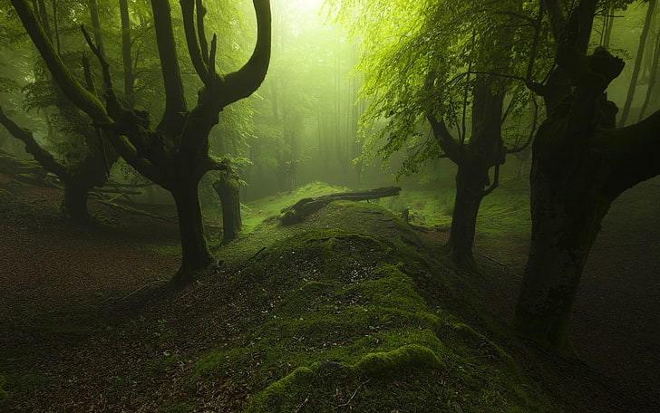 landscape, mist, forest, green, moss, Spain, trees, atmosphere, HD wallpaper