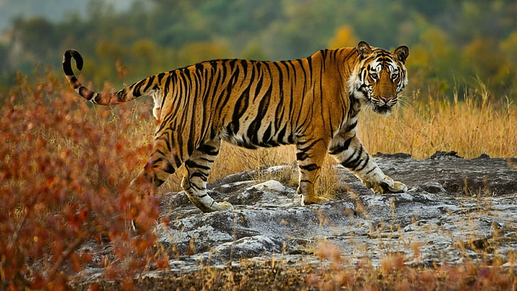 wildlife, tiger, terrestrial animal, wilderness, big cats, grassland, HD wallpaper