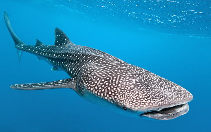 Whale Shark (Rhincodon typus) Can reach 20 meters long, weighing 34 tons, this shark is considered the largest fish currently living on Earth, HD wallpaper