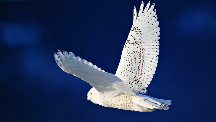 The White Snowy Owl, nature, birds, beauty, animals, HD wallpaper