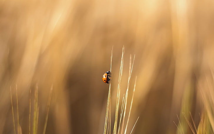 orange ladybug, selective focus photography of ladybug on grass, HD wallpaper
