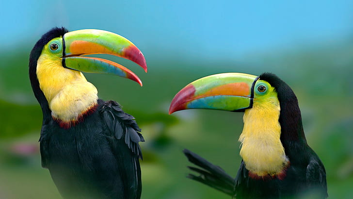 Toucan exotic colorful bird-Ultra HD Wallpaper For PC-Tablet And Mobile-2560×1440