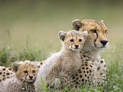 Gepard mit zwei Jungen cheetah with cubs Kühlschrank Magnet