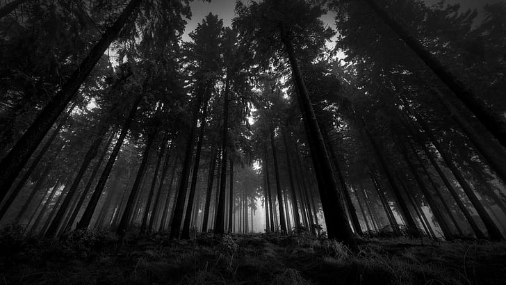 dark, forest, HD wallpaper