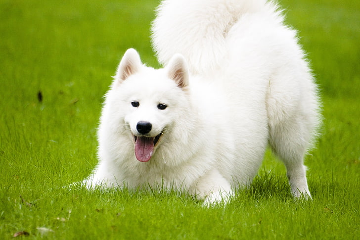 Canine, dog, dogs, samoyed, grass, animal, domestic, plant, HD wallpaper