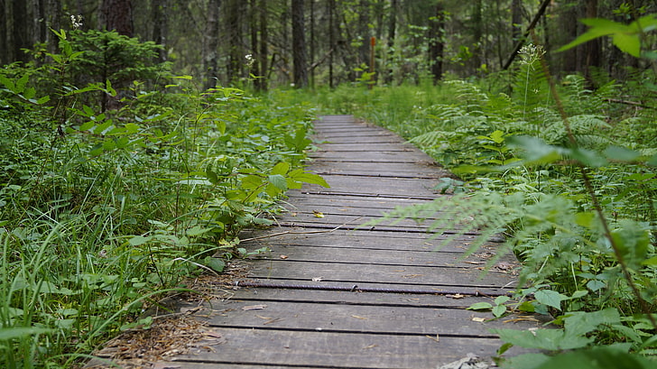 landscape, path, Sweden, hiking, forest, depth of field, plant