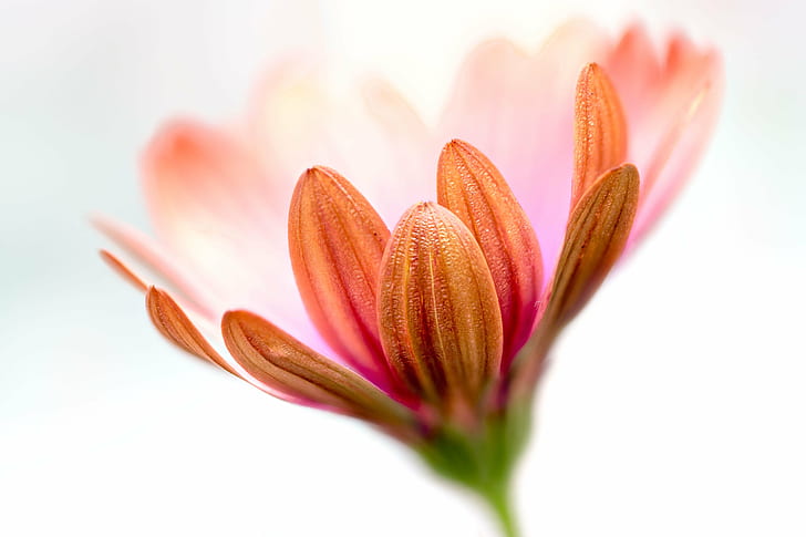 selective focus photography of pink Daisy, Ethereal, flower, floral, HD wallpaper