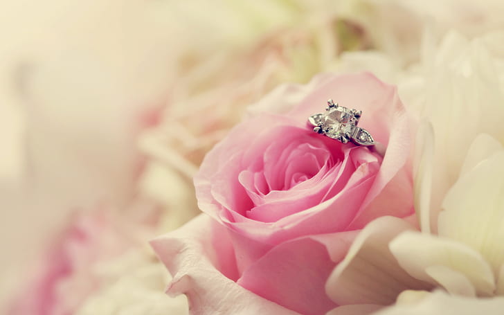 Wedding, Ring, Flowers, Rose, Photography, Depth Of Field, HD wallpaper